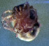  ( - CCDB_39397_C09)  @11 [ ] CreativeCommons - Attribution Share-Alike (2022) Unspecified University of Montenegro, Faculty of Sciences and Mathematics, Department of Biology, Podgorica