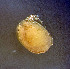  (Woolastookia rotundifrons - CCDB_39397_D10)  @11 [ ] CreativeCommons - Attribution Share-Alike (2022) Unspecified University of Montenegro, Faculty of Sciences and Mathematics, Department of Biology, Podgorica