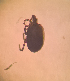  (Torrenticola xylurgella - CCDB 41824 E10)  @11 [ ] CreativeCommons - Attribution Share-Alike (2022) Unspecified University of Montenegro, Faculty of Sciences and Mathematics, Department of Biology, Podgorica