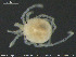  (Sperchon compactilis - HYDCA110)  @11 [ ] Creative Commons  Attribution Non-Commercial Share-Alike (2018) NTNU University Museum, Department of Natural History NTNU University Museum, Department of Natural History