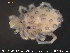  ( - HYDCA28)  @12 [ ] CreativeCommons - Attribution Non-Commercial Share-Alike (2015) NTNU University Museum, Department of Natural History NTNU University Museum, Department of Natural History