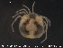  ( - HYDCA30)  @12 [ ] CreativeCommons - Attribution Non-Commercial Share-Alike (2015) NTNU University Museum, Department of Natural History NTNU University Museum, Department of Natural History