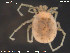  (Sperchon insignis - HYDCA34)  @13 [ ] CreativeCommons - Attribution Non-Commercial Share-Alike (2015) NTNU University Museum, Department of Natural History NTNU University Museum, Department of Natural History