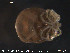  ( - HYDCA39)  @12 [ ] CreativeCommons - Attribution Non-Commercial Share-Alike (2015) NTNU University Museum, Department of Natural History NTNU University Museum, Department of Natural History