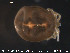  ( - HYDCA39)  @12 [ ] CreativeCommons - Attribution Non-Commercial Share-Alike (2015) NTNU University Museum, Department of Natural History NTNU University Museum, Department of Natural History
