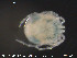  (Brachypoda versicolor - HYDCA43)  @13 [ ] CreativeCommons - Attribution Non-Commercial Share-Alike (2015) NTNU University Museum, Department of Natural History NTNU University Museum, Department of Natural History