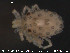  ( - HYDCA45)  @12 [ ] CreativeCommons - Attribution Non-Commercial Share-Alike (2015) NTNU University Museum, Department of Natural History NTNU University Museum, Department of Natural History