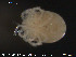  ( - HYDCA47)  @12 [ ] CreativeCommons - Attribution Non-Commercial Share-Alike (2015) NTNU University Museum, Department of Natural History NTNU University Museum, Department of Natural History