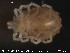  ( - HYDCA53)  @12 [ ] CreativeCommons - Attribution Non-Commercial Share-Alike (2015) NTNU University Museum, Department of Natural History NTNU University Museum, Department of Natural History