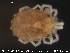  ( - HYDCA53)  @13 [ ] CreativeCommons - Attribution Non-Commercial Share-Alike (2015) NTNU University Museum, Department of Natural History NTNU University Museum, Department of Natural History