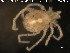  ( - HYDCA67)  @12 [ ] CreativeCommons - Attribution Non-Commercial Share-Alike (2015) NTNU University Museum, Department of Natural History NTNU University Museum, Department of Natural History