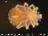  ( - HYDCA68)  @12 [ ] CreativeCommons - Attribution Non-Commercial Share-Alike (2015) NTNU University Museum, Department of Natural History NTNU University Museum, Department of Natural History