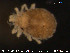  ( - HYDCA68)  @12 [ ] CreativeCommons - Attribution Non-Commercial Share-Alike (2015) NTNU University Museum, Department of Natural History NTNU University Museum, Department of Natural History