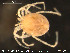  ( - HYDCA69)  @12 [ ] CreativeCommons - Attribution Non-Commercial Share-Alike (2015) NTNU University Museum, Department of Natural History NTNU University Museum, Department of Natural History