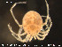  ( - HYDCA69)  @12 [ ] CreativeCommons - Attribution Non-Commercial Share-Alike (2015) NTNU University Museum, Department of Natural History NTNU University Museum, Department of Natural History