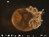  (Lebertia obscura - HYDCA78)  @13 [ ] CreativeCommons - Attribution Non-Commercial Share-Alike (2015) NTNU University Museum, Department of Natural History NTNU University Museum, Department of Natural History