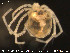  ( - HYDCA80)  @12 [ ] CreativeCommons - Attribution Non-Commercial Share-Alike (2015) NTNU University Museum, Department of Natural History NTNU University Museum, Department of Natural History