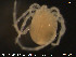  ( - HYDCA83)  @12 [ ] CreativeCommons - Attribution Non-Commercial Share-Alike (2015) NTNU University Museum, Department of Natural History NTNU University Museum, Department of Natural History