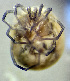  ( - CCDB-48501-A09)  @11 [ ] CreativeCommons - Attribution Share-Alike (2024) Unspecified University of Montenegro, Faculty of Sciences and Mathematics, Department of Biology, Podgorica