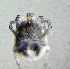  ( - CCDB-48501-B04)  @11 [ ] CreativeCommons - Attribution Share-Alike (2024) Unspecified University of Montenegro, Faculty of Sciences and Mathematics, Department of Biology, Podgorica