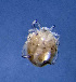  ( - CCDB-48501-E07)  @11 [ ] CreativeCommons - Attribution Share-Alike (2024) Unspecified University of Montenegro, Faculty of Sciences and Mathematics, Department of Biology, Podgorica
