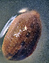  ( - CCDB-48501-H03)  @11 [ ] CreativeCommons - Attribution Share-Alike (2024) Unspecified University of Montenegro, Faculty of Sciences and Mathematics, Department of Biology, Podgorica