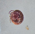  ( - CCDB-48501-H09)  @11 [ ] CreativeCommons - Attribution Share-Alike (2024) Unspecified University of Montenegro, Faculty of Sciences and Mathematics, Department of Biology, Podgorica