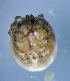  (Hygrobates quanaticola - CCDB-48501-A10)  @11 [ ] CreativeCommons - Attribution Share-Alike (2024) Unspecified University of Montenegro, Faculty of Sciences and Mathematics, Department of Biology, Podgorica