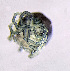  ( - CCDB-48501-B07)  @11 [ ] CreativeCommons - Attribution Share-Alike (2024) Unspecified University of Montenegro, Faculty of Sciences and Mathematics, Department of Biology, Podgorica