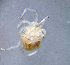  ( - CCDB-48501-C10)  @11 [ ] CreativeCommons - Attribution Share-Alike (2024) Unspecified University of Montenegro, Faculty of Sciences and Mathematics, Department of Biology, Podgorica