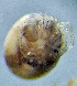  ( - CCDB-48498-B09)  @11 [ ] CreativeCommons - Attribution Share-Alike (2024) Unspecified University of Montenegro, Faculty of Sciences and Mathematics, Department of Biology, Podgorica