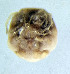  ( - CCDB-48498-C05)  @11 [ ] CreativeCommons - Attribution Share-Alike (2024) Unspecified University of Montenegro, Faculty of Sciences and Mathematics, Department of Biology, Podgorica