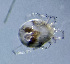  ( - CCDB-48498-E10)  @11 [ ] CreativeCommons - Attribution Share-Alike (2024) Unspecified University of Montenegro, Faculty of Sciences and Mathematics, Department of Biology, Podgorica