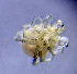  ( - CCDB-48498-E05)  @11 [ ] CreativeCommons - Attribution Share-Alike (2024) Unspecified University of Montenegro, Faculty of Sciences and Mathematics, Department of Biology, Podgorica
