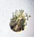  ( - CCDB-48498-H04)  @11 [ ] CreativeCommons - Attribution Share-Alike (2024) Unspecified University of Montenegro, Faculty of Sciences and Mathematics, Department of Biology, Podgorica