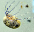  ( - CCDB-48498-B10)  @11 [ ] CreativeCommons - Attribution Share-Alike (2024) Unspecified University of Montenegro, Faculty of Sciences and Mathematics, Department of Biology, Podgorica