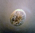  ( - CCDB 41823 D12)  @11 [ ] CreativeCommons - Attribution Share-Alike (2022) Unspecified University of Montenegro, Faculty of Sciences and Mathematics, Department of Biology, Podgorica