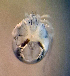  ( - CCDB 41823 E05)  @11 [ ] CreativeCommons - Attribution Share-Alike (2022) Unspecified University of Montenegro, Faculty of Sciences and Mathematics, Department of Biology, Podgorica