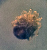  (Sperchon garhwalensis - CCDB 41823 F06)  @11 [ ] CreativeCommons - Attribution Share-Alike (2022) Unspecified University of Montenegro, Faculty of Sciences and Mathematics, Department of Biology, Podgorica