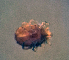  (Sperchonopsis himalayaensis - CCDB 41823 H10)  @11 [ ] CreativeCommons - Attribution Share-Alike (2022) Unspecified University of Montenegro, Faculty of Sciences and Mathematics, Department of Biology, Podgorica