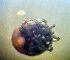  (Arrenurus virens - CCDB_44300_A01)  @11 [ ] CreativeCommons - Attribution Share-Alike (2022) Unspecified University of Montenegro, Faculty of Sciences and Mathematics, Department of Biology, Podgorica