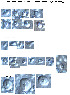  (Hydra circumcincta - X26)  @12 [ ] Copyright  P. Schuchert Natural History Museum of Geneva