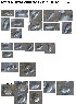  ( - X50)  @12 [ ] Copyright  P. Schuchert Natural History Museum of Geneva