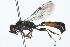  ( - 09BBHYM-179)  @13 [ ] CreativeCommons - Attribution (2009) Unspecified Centre for Biodiversity Genomics
