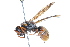  (Ancistrocerus tuberculocephalus - 09BBHYM-304)  @13 [ ] CreativeCommons - Attribution (2009) Unspecified Centre for Biodiversity Genomics