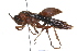  (Polistes rubiginosus - 09BBHYM-412)  @15 [ ] CreativeCommons - Attribution (2009) Unspecified Centre for Biodiversity Genomics