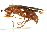  (Polistes carolina - 09BBHYM-1193)  @15 [ ] CreativeCommons - Attribution (2010) Unspecified Centre for Biodiversity Genomics