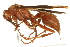  (Polistes sp. Buck-5 - 09BBHYM-1196)  @14 [ ] CreativeCommons - Attribution (2010) Unspecified Centre for Biodiversity Genomics
