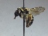  ( - BC-RLD-010)  @11 [ ] Copyright (2020) Romain Le Divelec Museum national d'Histoire naturelle
