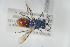  (Chrysis vanlithi - HYMNI202)  @14 [ ] CreativeCommons - Attribution Non-Commercial Share-Alike (2014) Arnstein Staverlokk Norwegian Institute of Nature Research